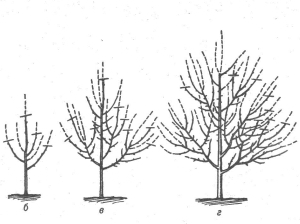 Схема обрезки деревьев груши