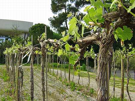 Профилактическая обработка и внекорневая подкормка винограда